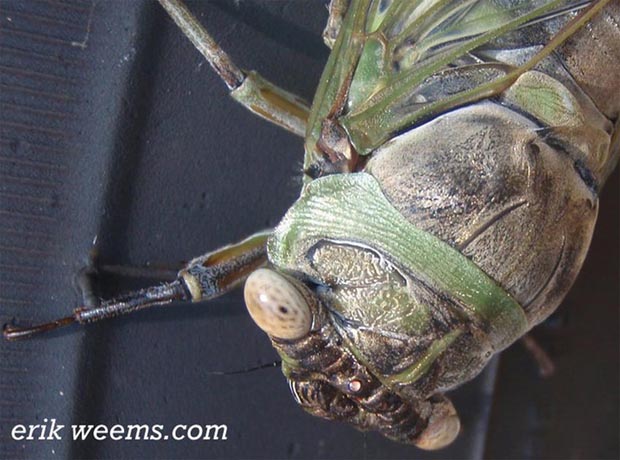 Cicadas in Virginia 2