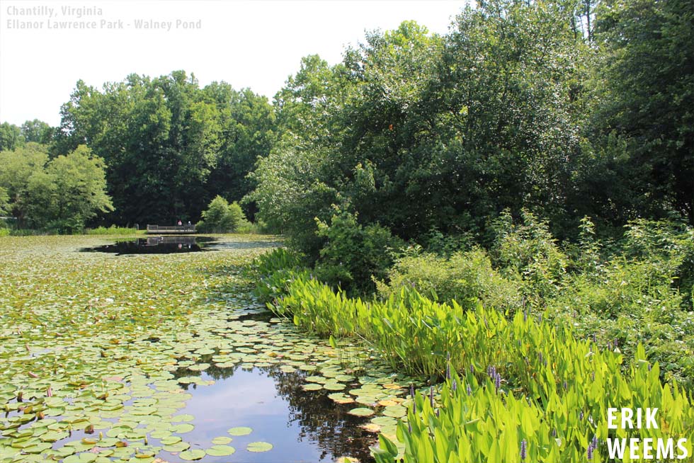 Pond Ellanor Lawrence Park Pond - Walney Chantilly - photo Erik Weems