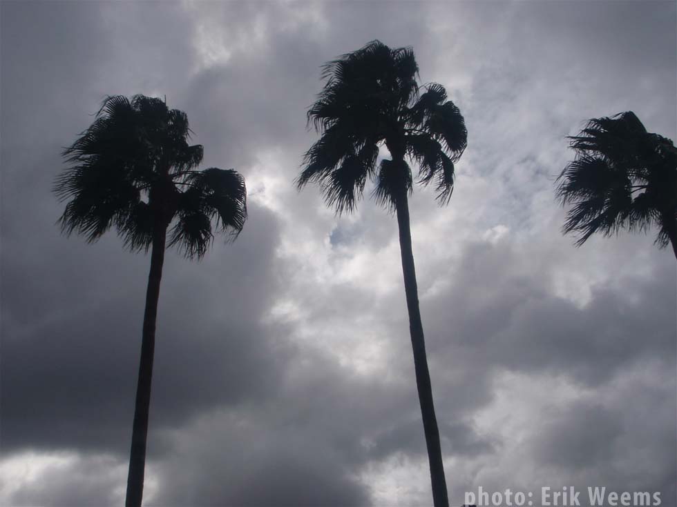 Palms in Orlando Florida under storm by Erik Weems