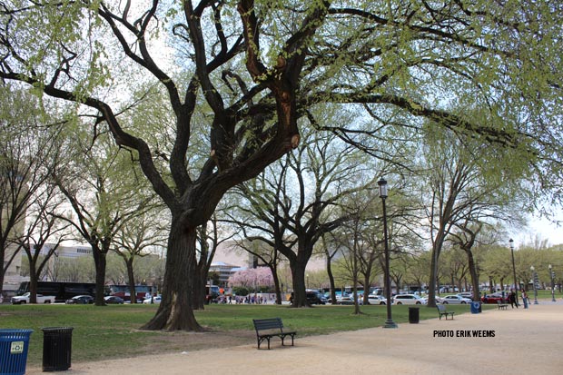Trees Greening Washington DC
