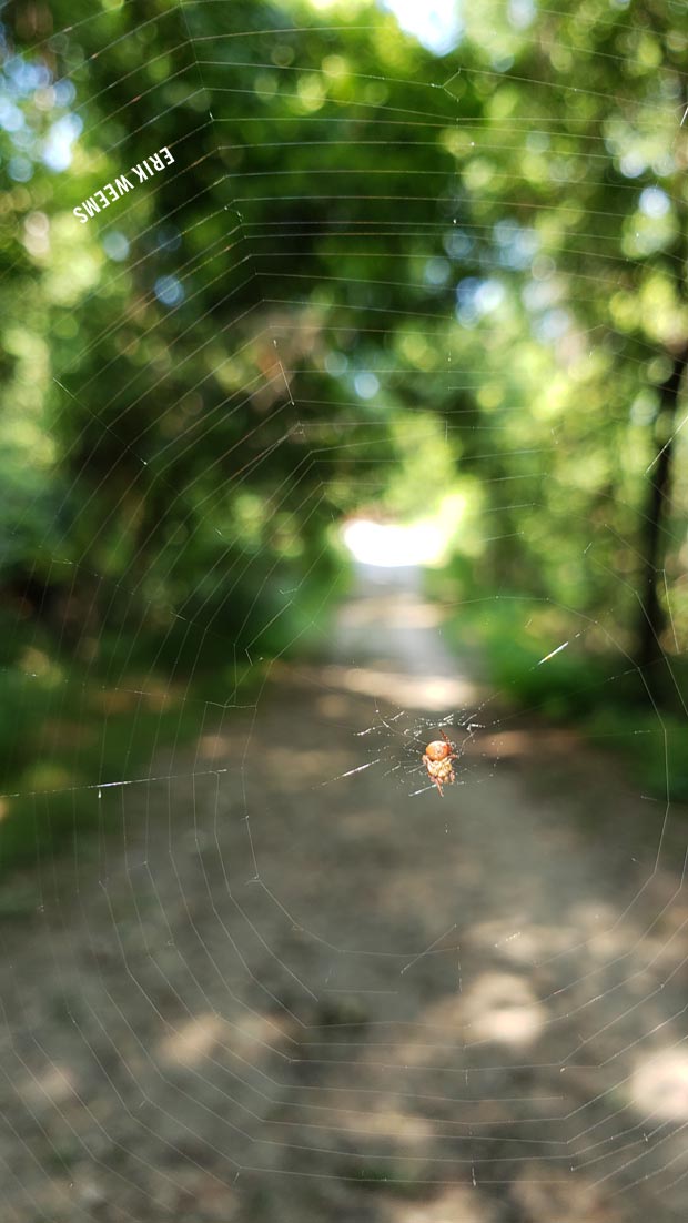Spider Web Chesterfield Virginia
