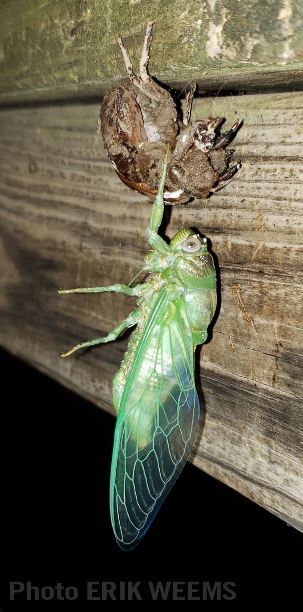 Cicadas hanging from the shell