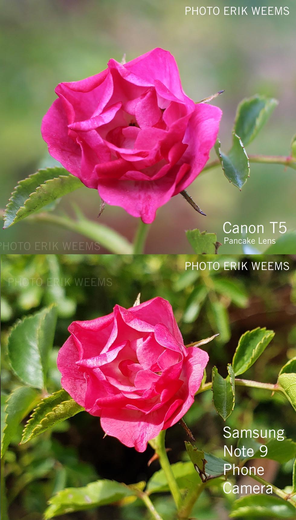 Camera Comparison T5 Canon and Samsung Note 9 Phone
