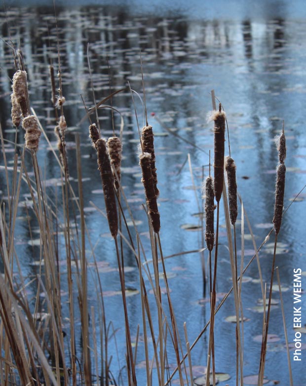 Cat Tails at Walney Pond in Chantilly, Virginia
