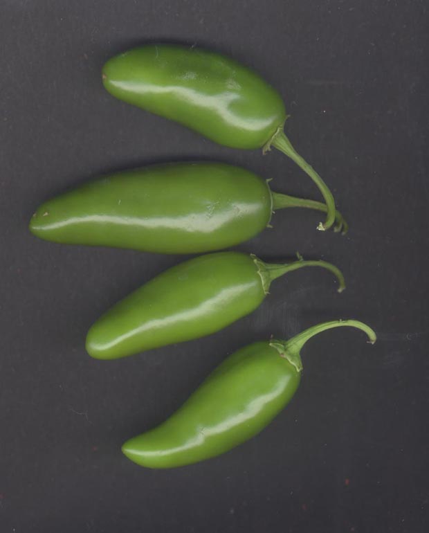 4 peppers from the garden - Erik Weems Photography