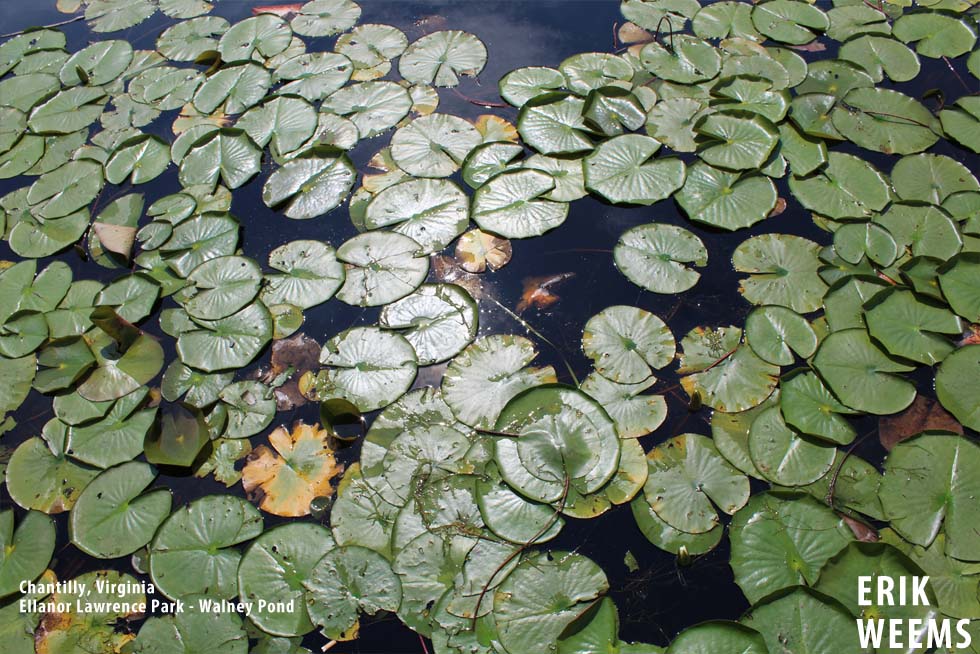 Water Lillies - Ellanor Lawrence Park - Chantilly Virginia - Photo by Weems