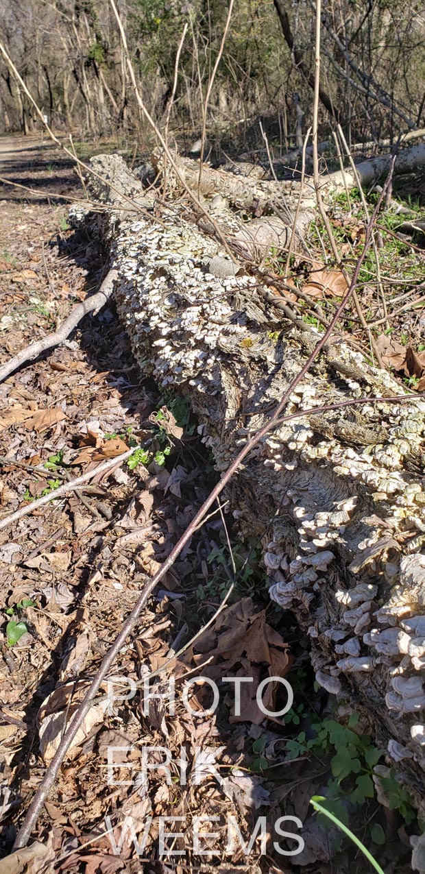 A fallen rotted tree in Chesterfield with fungus growth