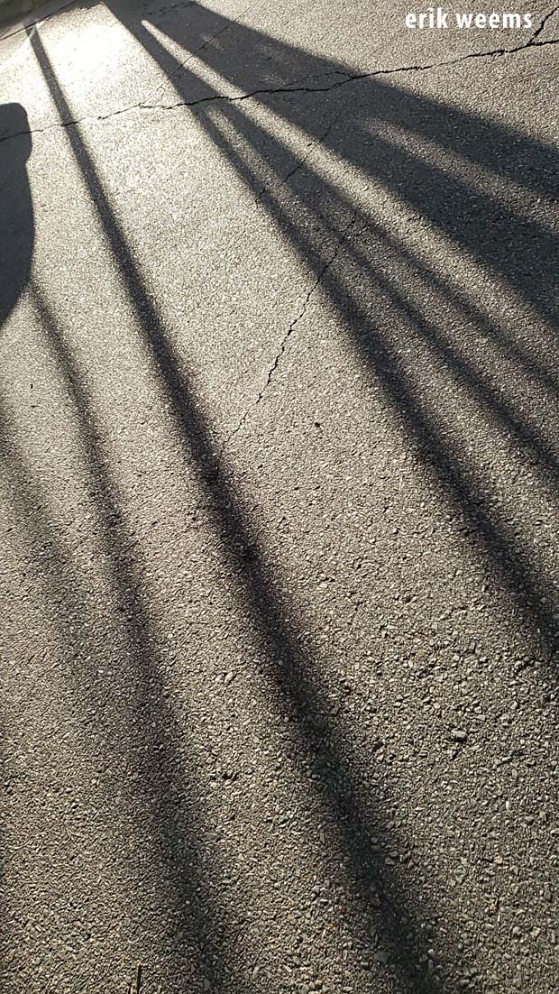 Shadows in Richmond Carytown