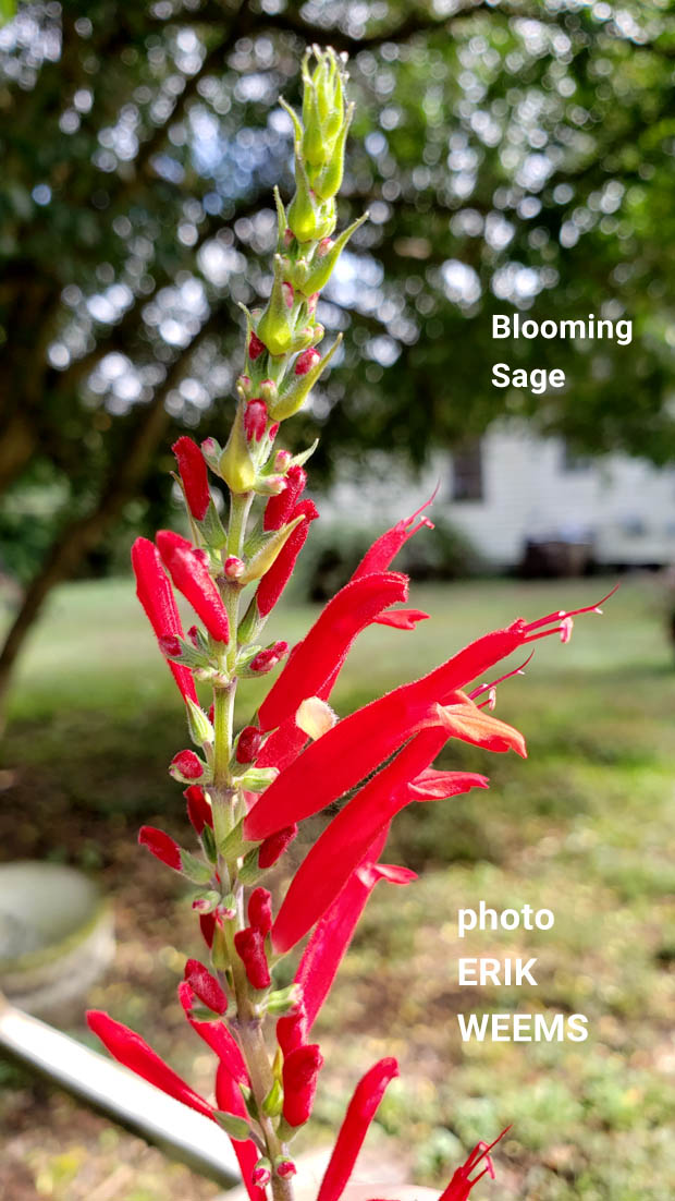Blooming Sage