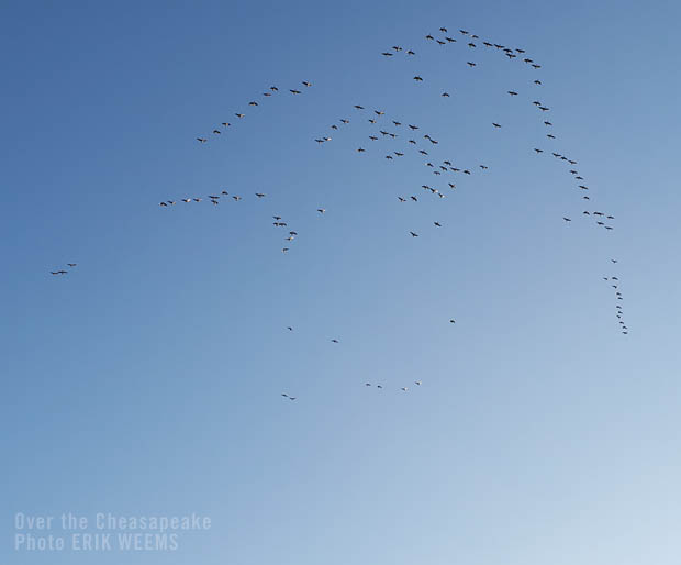Seagulls over the Chesapeake Bay