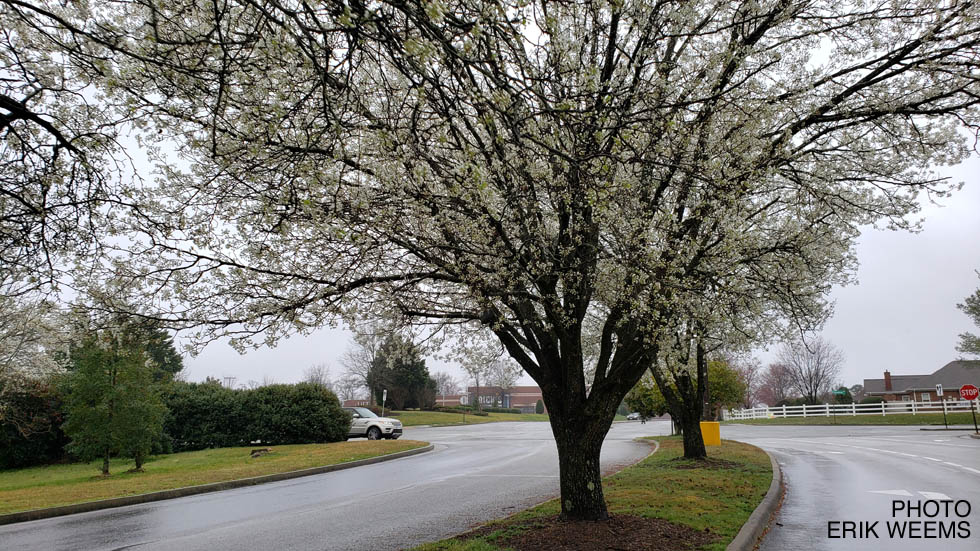 Springtime white blossoms on trees in Virginia