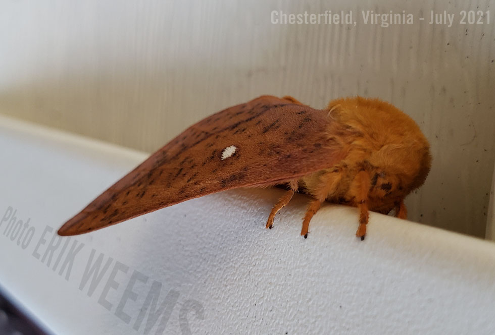 Fuzzy Moth with large brown head Virginia