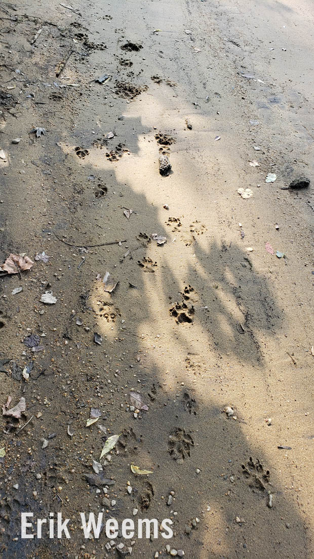 Animal Tracks in sand, Dutch Gap Virginia