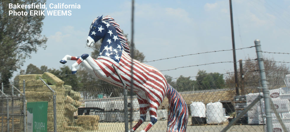 Painted flag horse in Bakersfield California