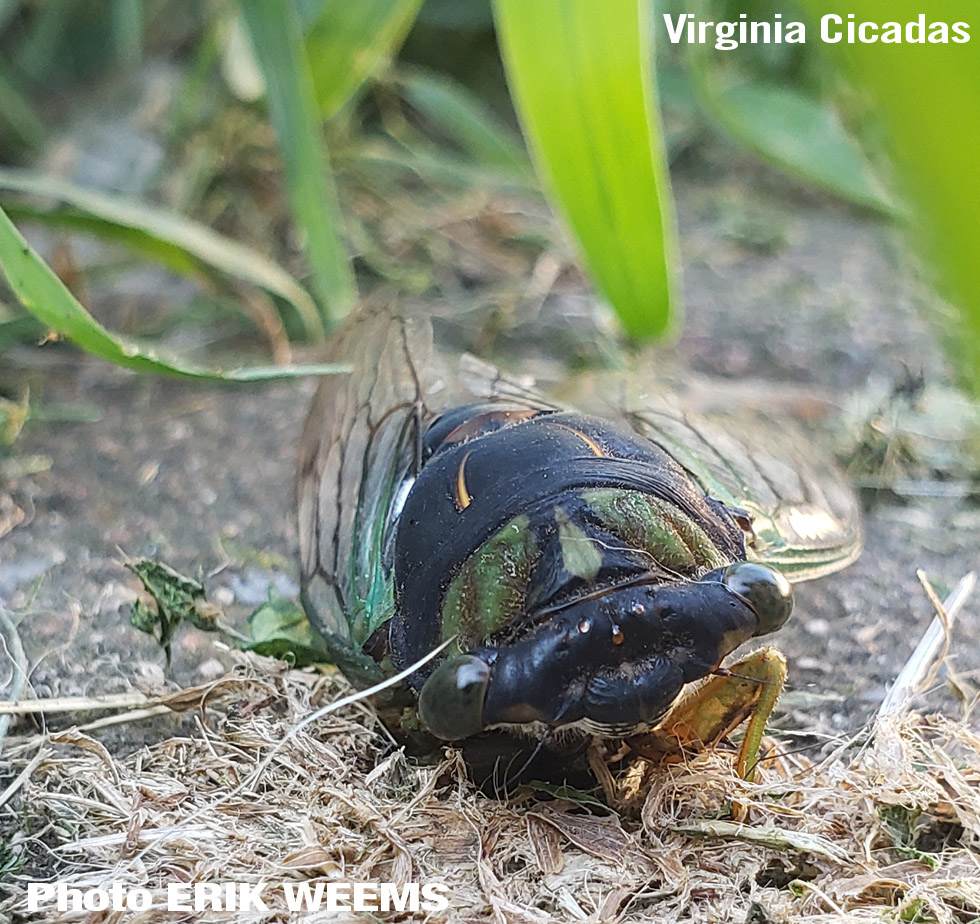 Front Face Virginia Cicadas