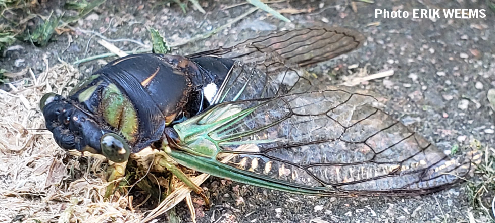 Virginia Cicadas on ground