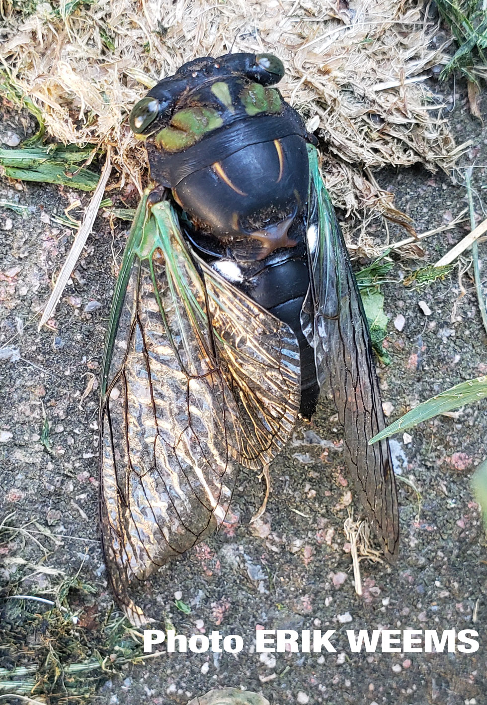 Virginia Cicadas