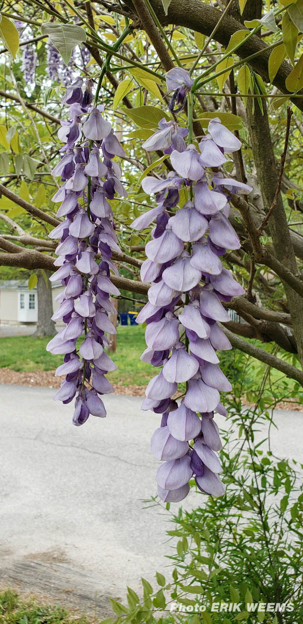 Racemes Flower Blossoms on a Wisteria in Virginia