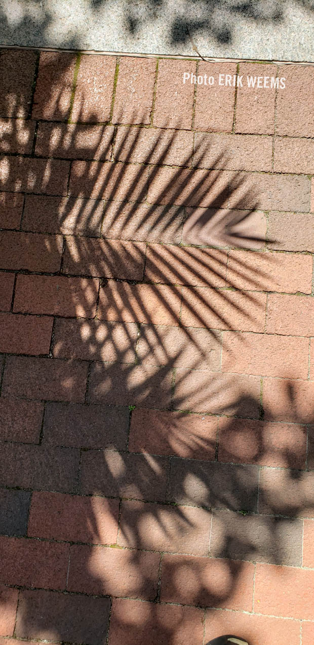 Palm bricks at the Enid Haupt Garden in Washington DC