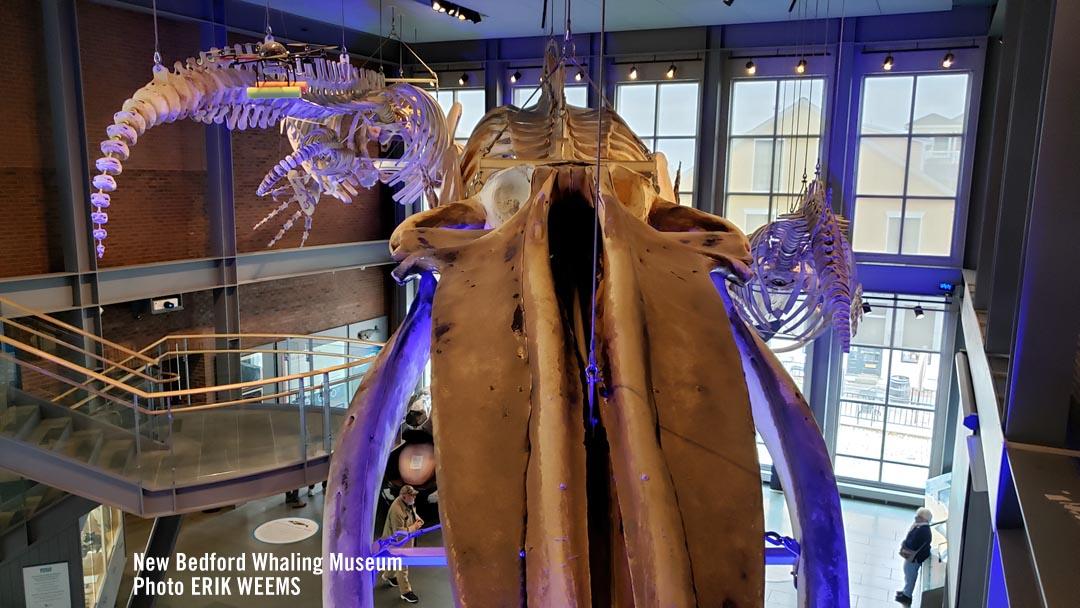 Whale Skull and Skeleton at the New Bedford Whaling Musum