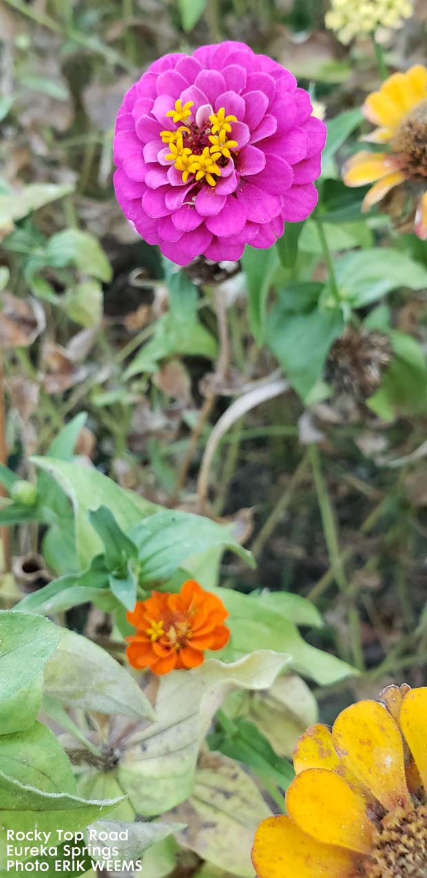 Wild Flowers on Rocky Top in Eureka Springs Arkansas