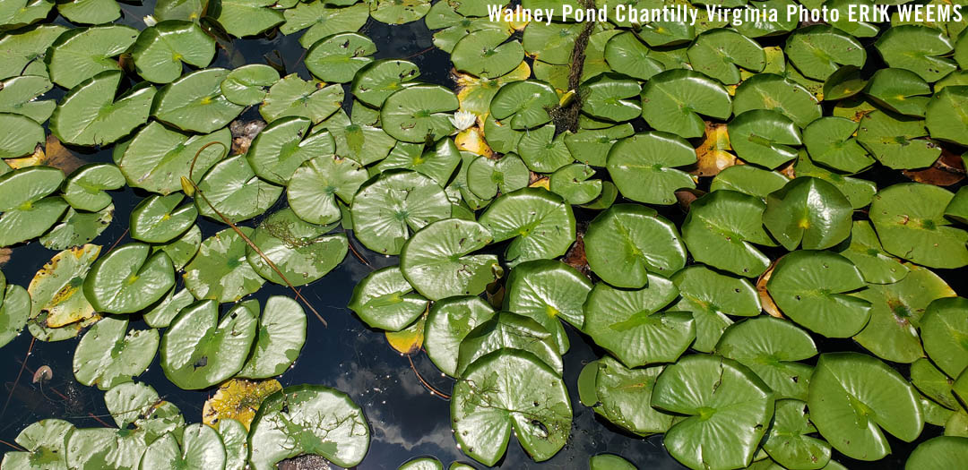 Walney Pond Lilly Pads Chantilly Virginia  June