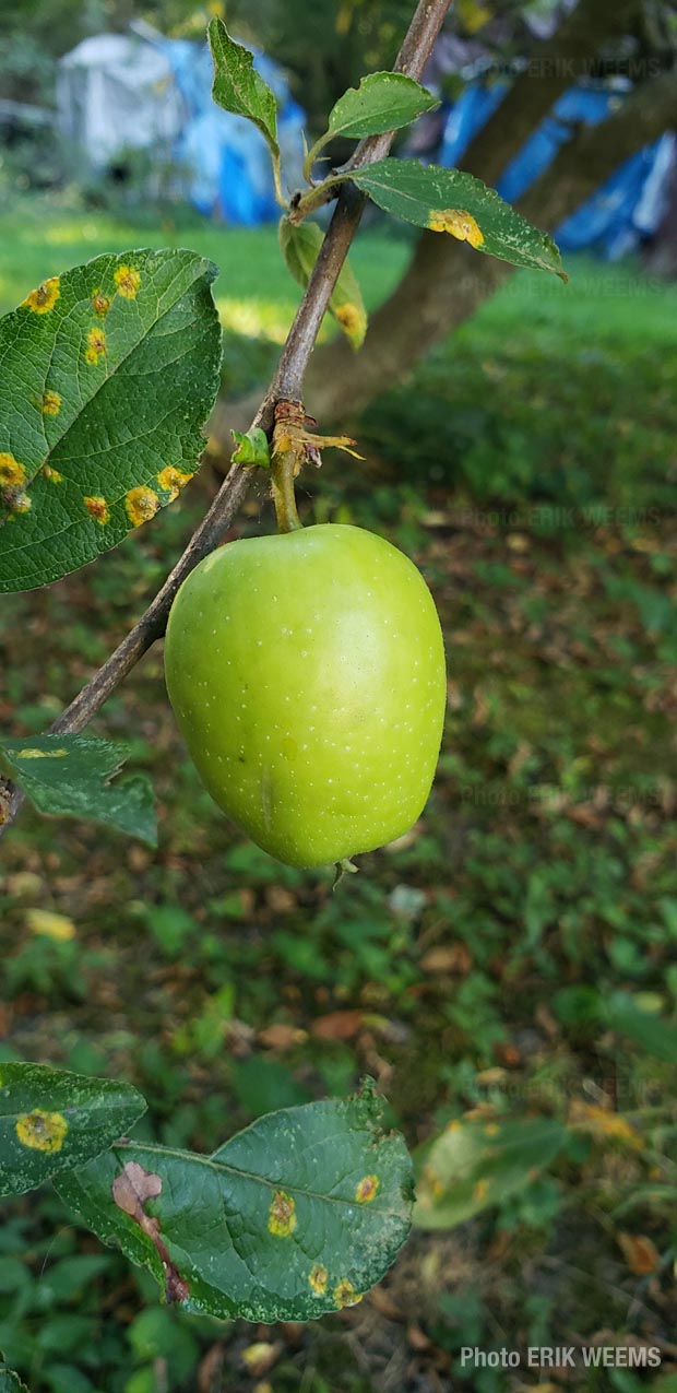Baby Braeburn apple growing