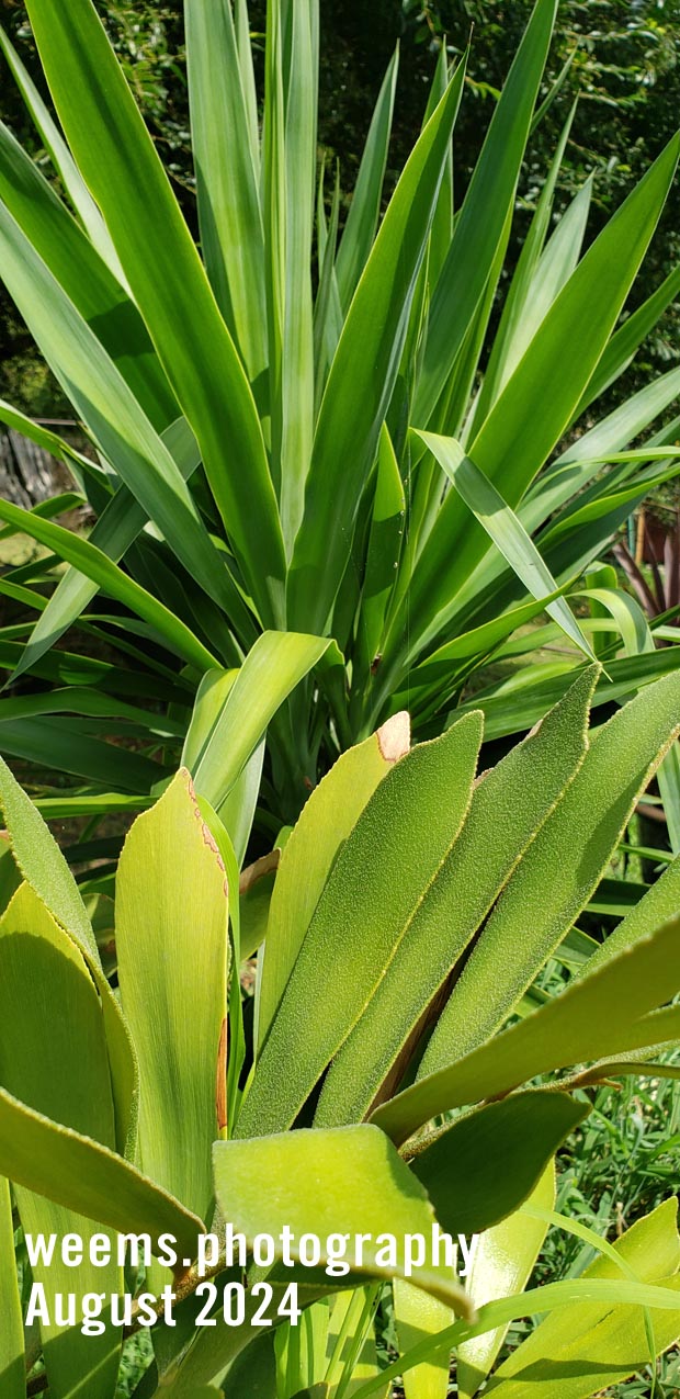 Palm plants in Virginia