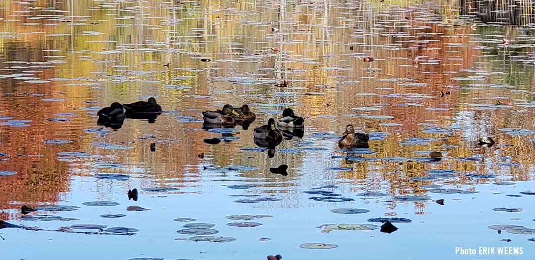 Enlarged photo - Ducks on Walney Pond Chantilly Virginia