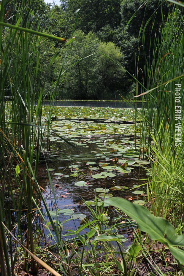 Centreville Walney Pond Waters
