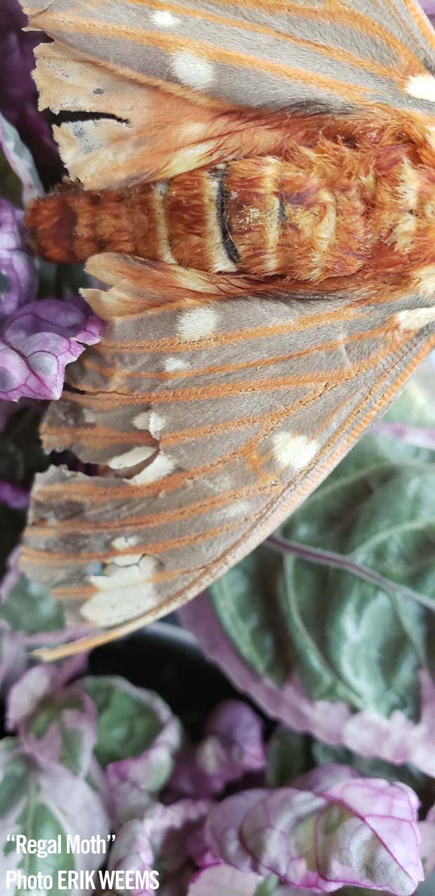 Regal Moth 2