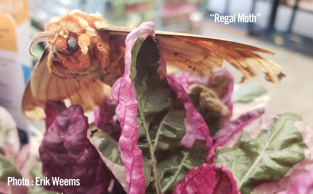 Regal Moth