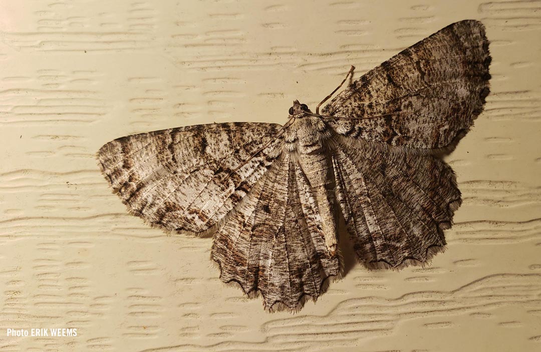 Spring Time Moth 2026